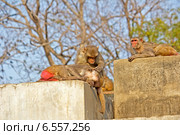 Макаки резусы во Вриндаване (2014 год). Стоковое фото, фотограф Вячеслав Беляев / Фотобанк Лори