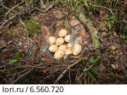 Гнездо Тетерева, Lyrurus tetrix, Black Grouse. Стоковое фото, фотограф Василий Вишневский / Фотобанк Лори
