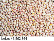 Pinto beans. Стоковое фото, фотограф Александр Подшивалов / Фотобанк Лори