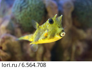 Обыкновенный рогатый кузовок (Lactoria cornuta) Стоковое фото, фотограф Игорь Долгов / Фотобанк Лори