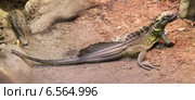 Philippine Sailfin Lizard. Стоковое фото, фотограф Яков Филимонов / Фотобанк Лори