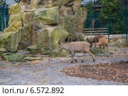 Горные козлы (2014 год). Стоковое фото, фотограф Анастасия Улитко / Фотобанк Лори