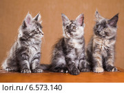 Три котенка породы мейн-кун. Стоковое фото, фотограф Gagara / Фотобанк Лори