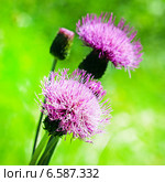 Бодяк разнолистный (Cirsium heterophyllum) Стоковое фото, фотограф Евгений Мухортов / Фотобанк Лори