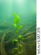 Рдест пронзеннолистный (Potamogeton perfoliatus) на дне озера. Стоковое фото, фотограф Сергей Дубров / Фотобанк Лори