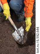gardener resetting sprout in soil. Стоковое фото, фотограф Яков Филимонов / Фотобанк Лори