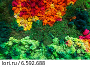 colorful lichen and moss. Стоковое фото, фотограф Яков Филимонов / Фотобанк Лори
