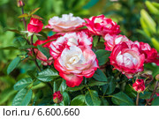 Роза чайно-гибридная Ностальжи (Nostalgie Hybrid Tea). Тантау (Tantau) Стоковое фото, фотограф Ольга Сейфутдинова / Фотобанк Лори