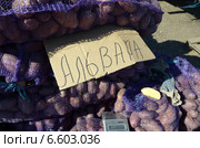 Картошка сорта Альвара в сетках-мешках (2014 год). Редакционное фото, фотограф Олег Пчелов / Фотобанк Лори