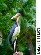 Lesser adjutant, Leptoptilos javanicus. Стоковое фото, фотограф Александр Подшивалов / Фотобанк Лори