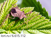 Щитник красноногий - лесной клоп (Pentatoma rufipes) Стоковое фото, фотограф Евгений Ткачёв / Фотобанк Лори