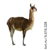 Guanaco. Стоковое фото, фотограф Яков Филимонов / Фотобанк Лори