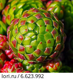 Молодило кровельное ( Sempervivum tectorum) Стоковое фото, фотограф Евгений Мухортов / Фотобанк Лори