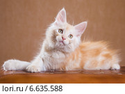 Котенок породы мейн-кун. Стоковое фото, фотограф Gagara / Фотобанк Лори
