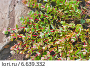 Очиток Зибольда (Sedum sieboldii Sweet) Стоковое фото, фотограф Евгений Мухортов / Фотобанк Лори