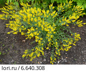 Цветущий дрок красильный (дрок кровожадный) (Genista tinctoria L.) Стоковое фото, фотограф Ирина Борсученко / Фотобанк Лори