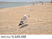 Баклан. Стоковое фото, фотограф Денис Сахаров / Фотобанк Лори