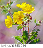 Лапчатка распростертая ( Potentilla humifusa Willd. ex Schlecht ). Дикорастущие растения Сибири. Стоковое фото, фотограф Евгений Мухортов / Фотобанк Лори