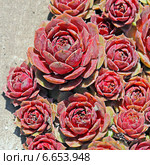 Молодило, или Живучка, или Каменная роза (Sempervivum) — род растений семейства Толстянковые. Стоковое фото, фотограф Евгений Мухортов / Фотобанк Лори