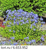 Флокс растопыренный (Phlox divaricata ) семейства Синюховые (Polemoniaceae). Общий вид цветущего куста. Стоковое фото, фотограф Евгений Мухортов / Фотобанк Лори