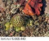 Цветок молодило и камень яшма. Стоковое фото, фотограф Николай Сачков / Фотобанк Лори