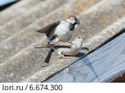 Воробей домовый, Passer domesticus, House Sparrow. Стоковое фото, фотограф Василий Вишневский / Фотобанк Лори