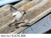 Воробей домовый, Passer domesticus, House Sparrow. Стоковое фото, фотограф Василий Вишневский / Фотобанк Лори