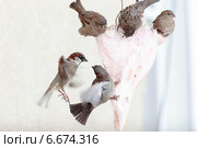Воробей домовый, Passer domesticus, House Sparrow. Стоковое фото, фотограф Василий Вишневский / Фотобанк Лори