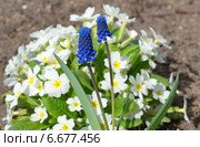 Мускари широколистный (лат. Мuscari latifolium Kirk) на фоне цветущей белой примулы. Стоковое фото, фотограф Елена Коромыслова / Фотобанк Лори