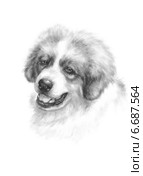 Щенок московской сторожевой - Puppy Moscow watchdog. Стоковая иллюстрация, иллюстратор Марина Ефремова / Фотобанк Лори