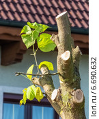 shoot at a tree. Стоковое фото, фотограф Erwin Wodicka / Фотобанк Лори