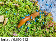 snail with slug pellets. Стоковое фото, фотограф Erwin Wodicka / Фотобанк Лори