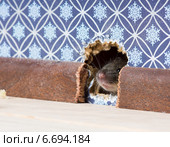 Обыкновенная домовая мышь  (Mus musculus)  высовывает нос через  дырку в стене. Стоковое фото, фотограф Ирина Кожемякина / Фотобанк Лори
