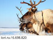 Северный олень на Ямале. Стоковое фото, фотограф Григорий Писоцкий / Фотобанк Лори