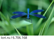 Блестящая красотка (лат. Calopteryx splendens) — стрекоза, принадлежащая к семейству Красотки. Стоковое фото, фотограф Oleg Moiseykin / Фотобанк Лори