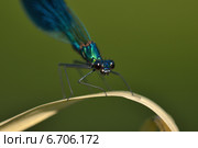Блестящая красотка  Calopteryx splendens — стрекоза, принадлежащая к семейству Красотки. Стоковое фото, фотограф Oleg Moiseykin / Фотобанк Лори