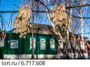 Кленовые кисточки с семенами. Ряжск, Рязанская область (2014 год). Стоковое фото, фотограф Марина Круглякова / Фотобанк Лори