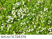 Вероника нитевидная (Veronica filiformis) Стоковое фото, фотограф Алёшина Оксана / Фотобанк Лори