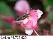 Комар-долгоножка, или карамора (лат. Tipulidae) на цветке бегонии. Стоковое фото, фотограф Елена Коромыслова / Фотобанк Лори