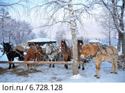 Южный Урал, Белорецкий район, село Кага. Лошади, запряженные в сани зимним утром (2013 год). Стоковое фото, фотограф Овчинникова Ирина / Фотобанк Лори