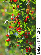 Волчья ягода — жимолость обыкновенная (лат. Lonicera xylosteum L.) летом. Стоковое фото, фотограф lana1501 / Фотобанк Лори