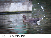 Пискулька, Anser erythropus, Lesser White-fronted Goose. Стоковое фото, фотограф Василий Вишневский / Фотобанк Лори