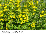 Вербейник (лат. Lysimachia) Стоковое фото, фотограф Елена Коромыслова / Фотобанк Лори