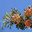 Рябина домашняя, садовая, крупноплодная - Sorbus domestica. Стоковое фото, фотограф Калюжная Вера / Фотобанк Лори
