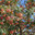 Рябина домашняя, садовая, крупноплодная - Sorbus domestica. Стоковое фото, фотограф Калюжная Вера / Фотобанк Лори