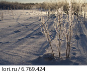 Зимнее болото,растения и кусты в инее. Усинск, Коми (2014 год). Стоковое фото, фотограф Сергей Гаврилов / Фотобанк Лори