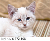 Мордочка котенка. Стоковое фото, фотограф Зобков Юрий / Фотобанк Лори