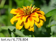 Низкорослая махровая цинния сорта "Персидский ковер" (лат. Zinnia haageana) Стоковое фото, фотограф Елена Коромыслова / Фотобанк Лори