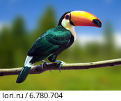 Toco Toucan against wildness. Стоковое фото, фотограф Яков Филимонов / Фотобанк Лори