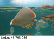 Морскрй скат альбинос дальневосточный хвостокол ( dasyatis akajei ) плывет в воде у поверхности. Стоковое фото, фотограф Ольга Липунова / Фотобанк Лори